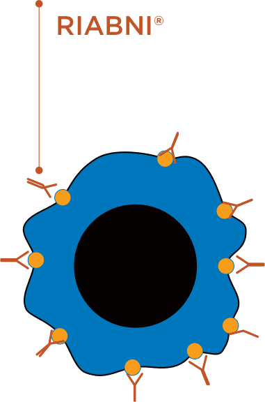 riabni-attached-b-cell